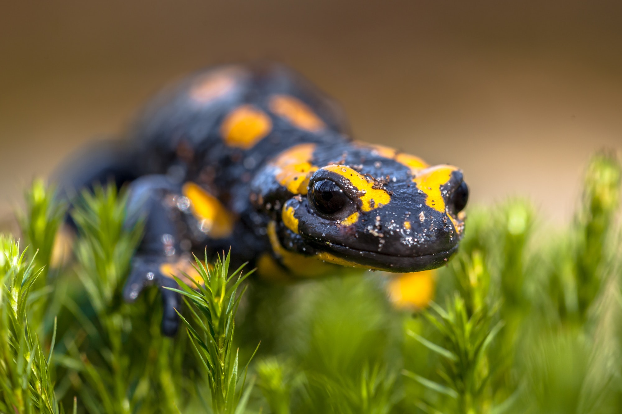 Fire salamander newt on moss