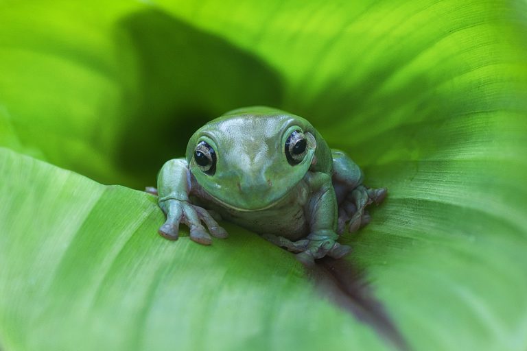 Tree Frogs Flying Frog